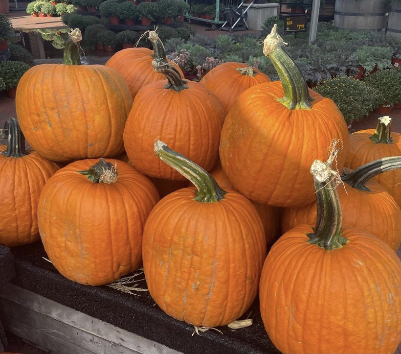 Where Will You Get Your Pumpkins?