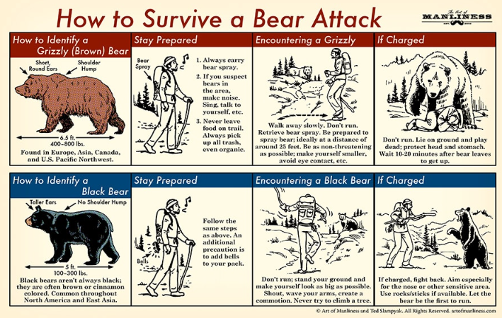 Bears 101: What to Do in a Bear Encounter