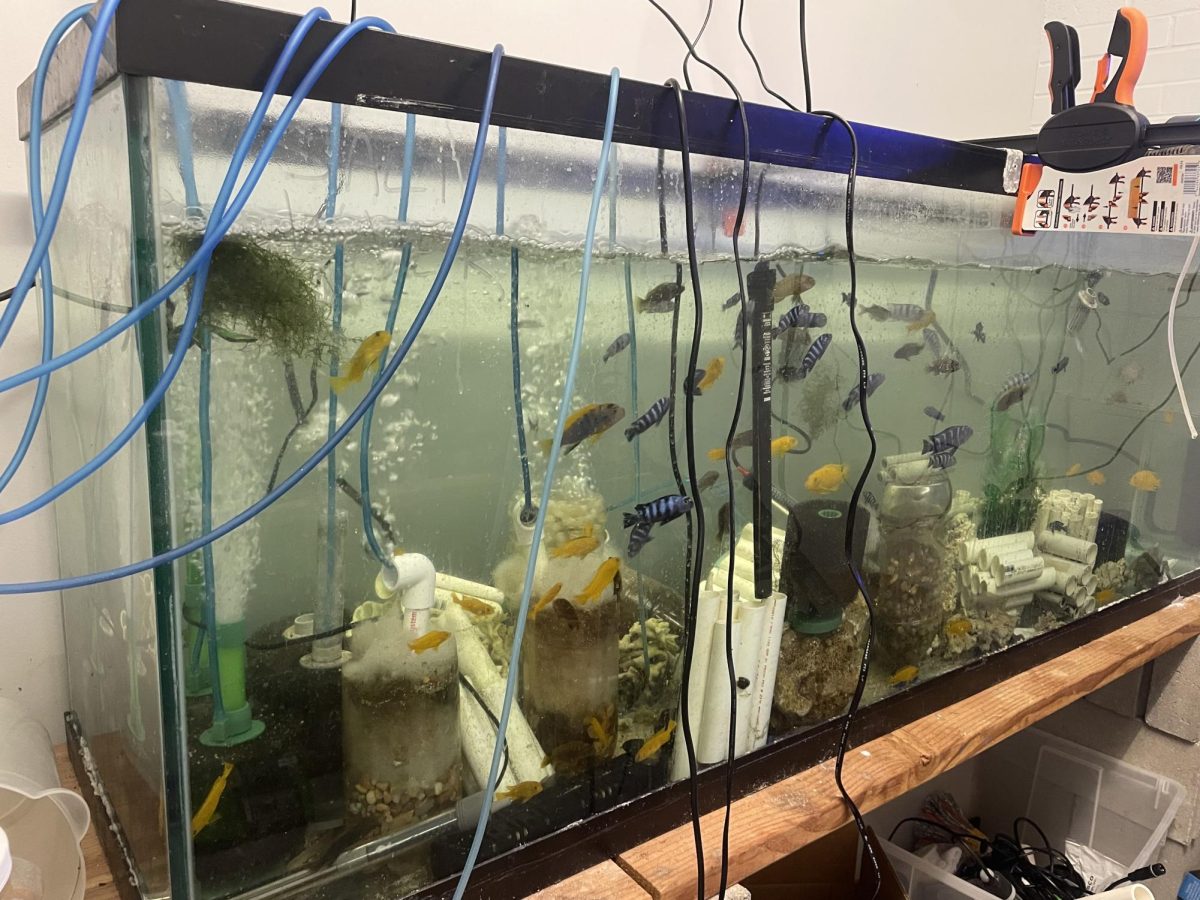 Fish tanks behind the big aquarium in the cafeteria hallway. 