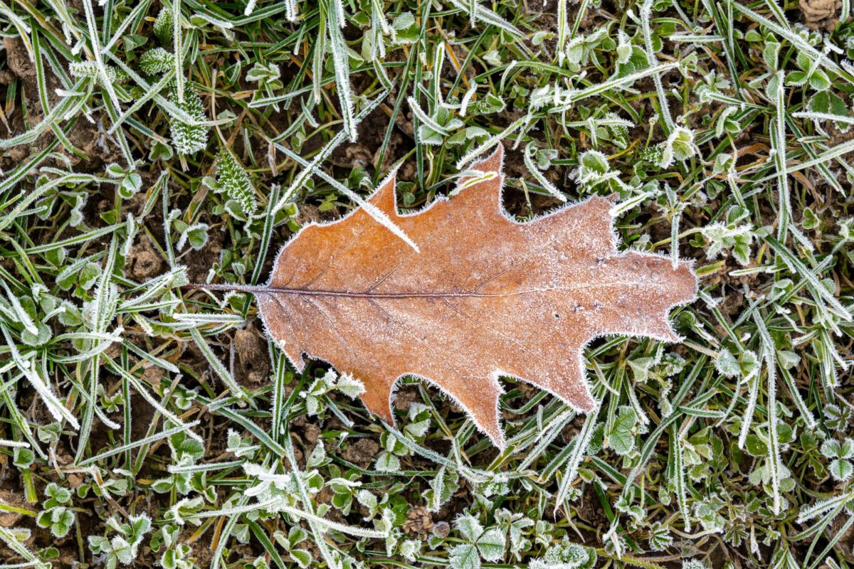Fall leaf frosting as weather gets colder. Photo credit Pexels by Vladimir Srajber