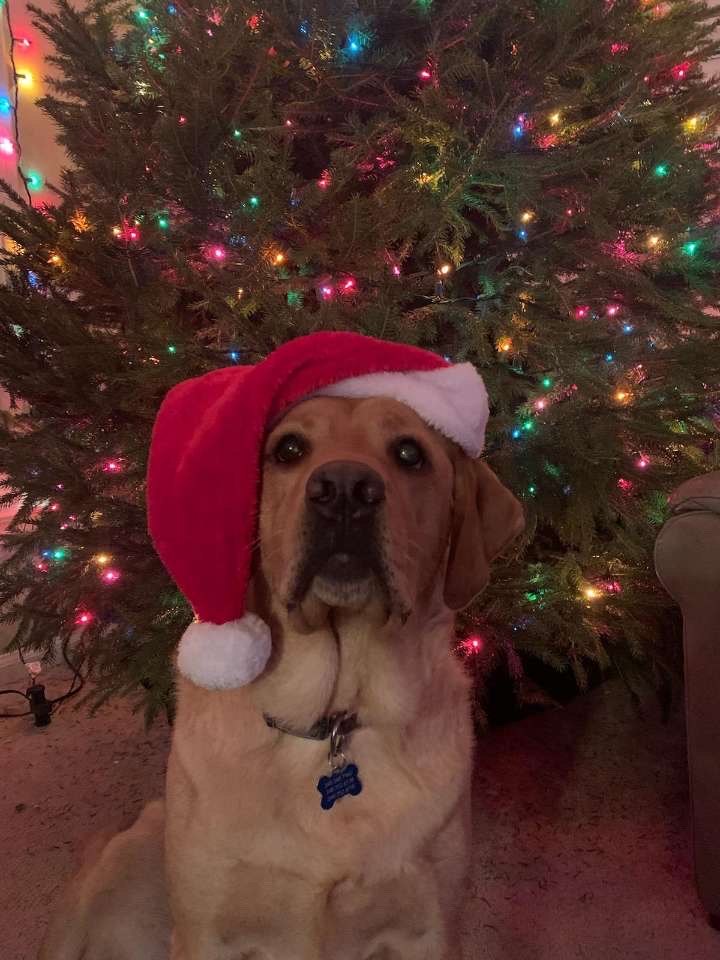 A Very Furrry Holiday Season